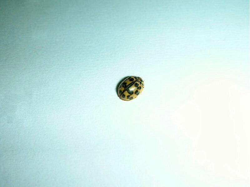Coccinella in un vecchio mobile...